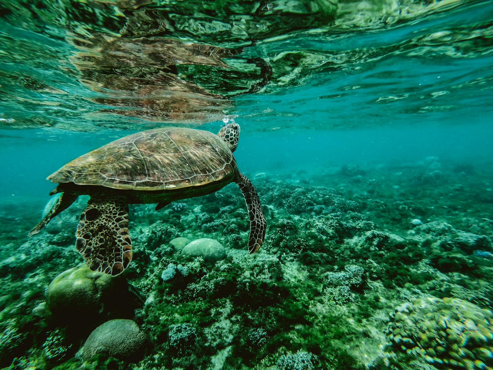 Photo by Belle Co on <a href="https://www.pexels.com/photo/photo-of-a-turtle-swimming-underwater-847393/" rel="nofollow">Pexels.com</a>