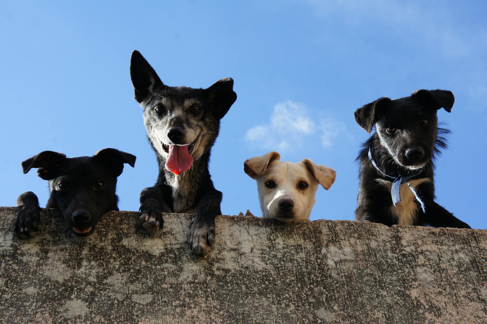 black and white short coated dogs